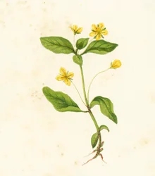 ウッドオカトラノオ、Lysimachia nemorum